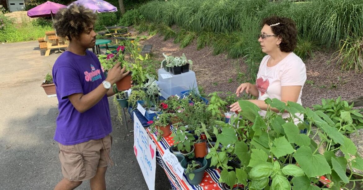 ‘Someone else to enjoy’: Residents flock to flower, plant stand for free flora | News 'Someone else to enjoy': Residents flock to flower, plant stand for free flora | News
