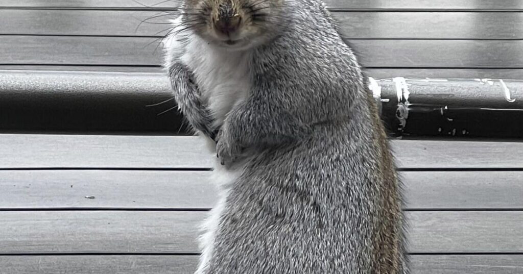 Gardening- Humane Pest Control | Nation/World