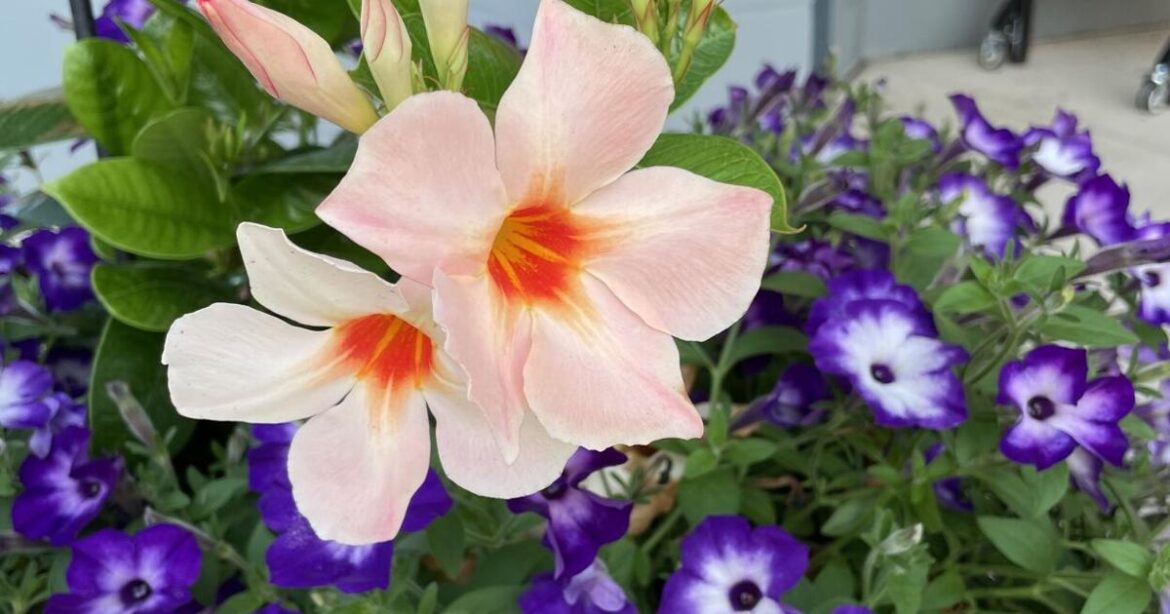 Melinda Myers: Annual flowers that take the heat | Lifestyles