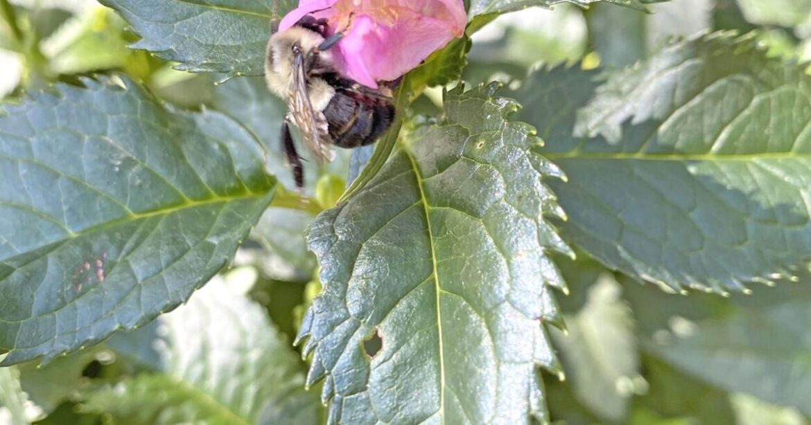 Flowers can limit who can visit | Farm News