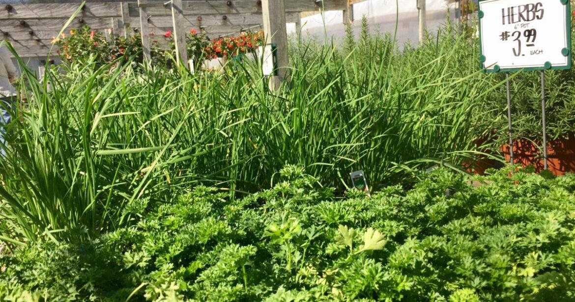 In the Garden | Time to start thinking about fall plantings | Gardening In the Garden | Time to start thinking about fall plantings | Gardening