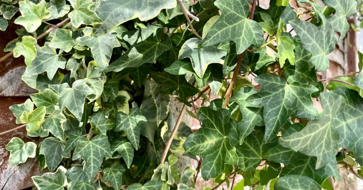 The Overlooked Insects Your Garden Could Save From Extinction The Overlooked Insects Your Garden Could Save From Extinction