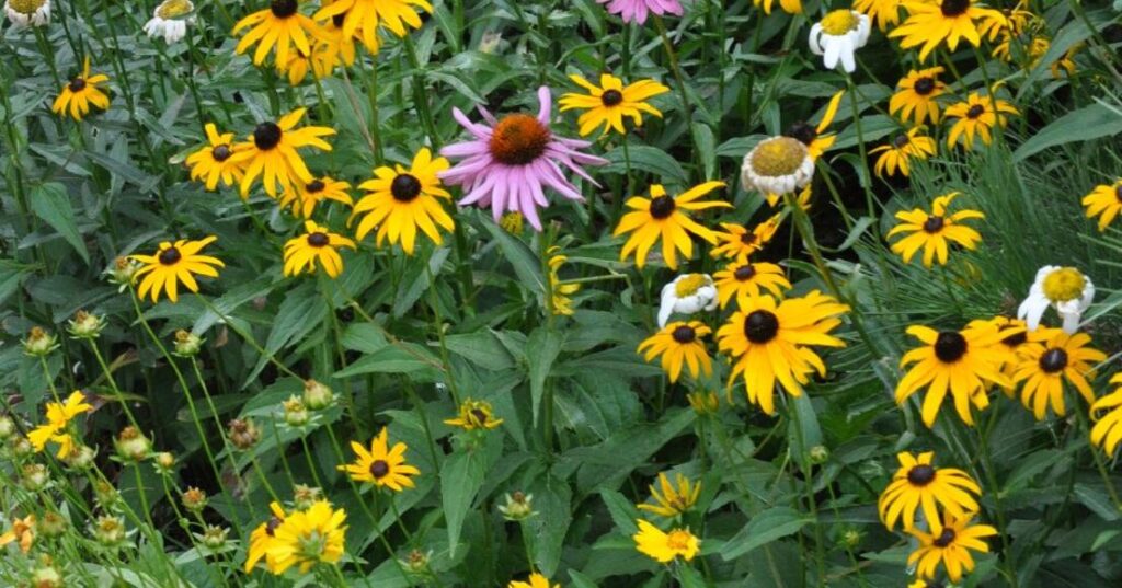 Year-round gardening: Take time to divide perennial plants | Lifestyle Year-round gardening: Take time to divide perennial plants | Lifestyle