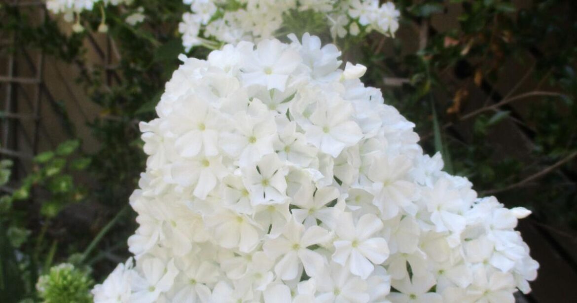 Feral flowers are not wildflowers | Tony Tomeo | Home & Garden