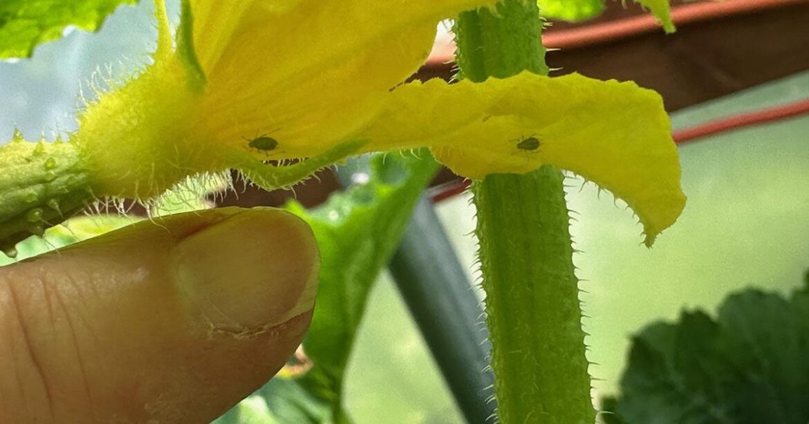 PART TWO: The calm gardener’s guide to fixing plant issues | Community PART TWO: The calm gardener’s guide to fixing plant issues | Community