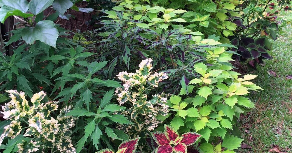 Aiken Master Gardener discusses shade-loving plants