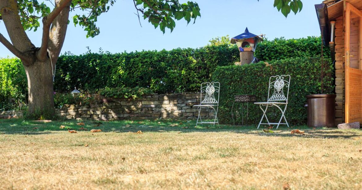 Why is your lawn turning brown? - St. George News