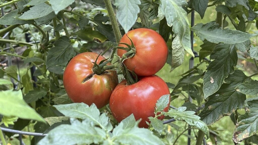 How to know when carrots, garlic and more are ready to pick