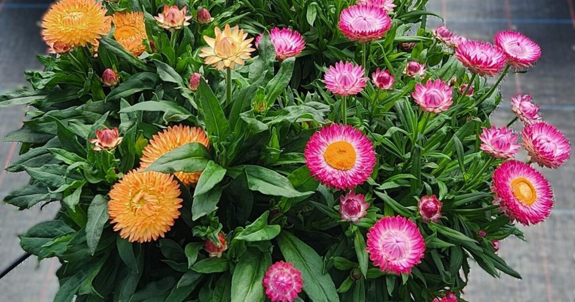 Freshen up your late season gardens and containers with strawflowers | Premium Plus Freshen up your late season gardens and containers with strawflowers | Premium Plus