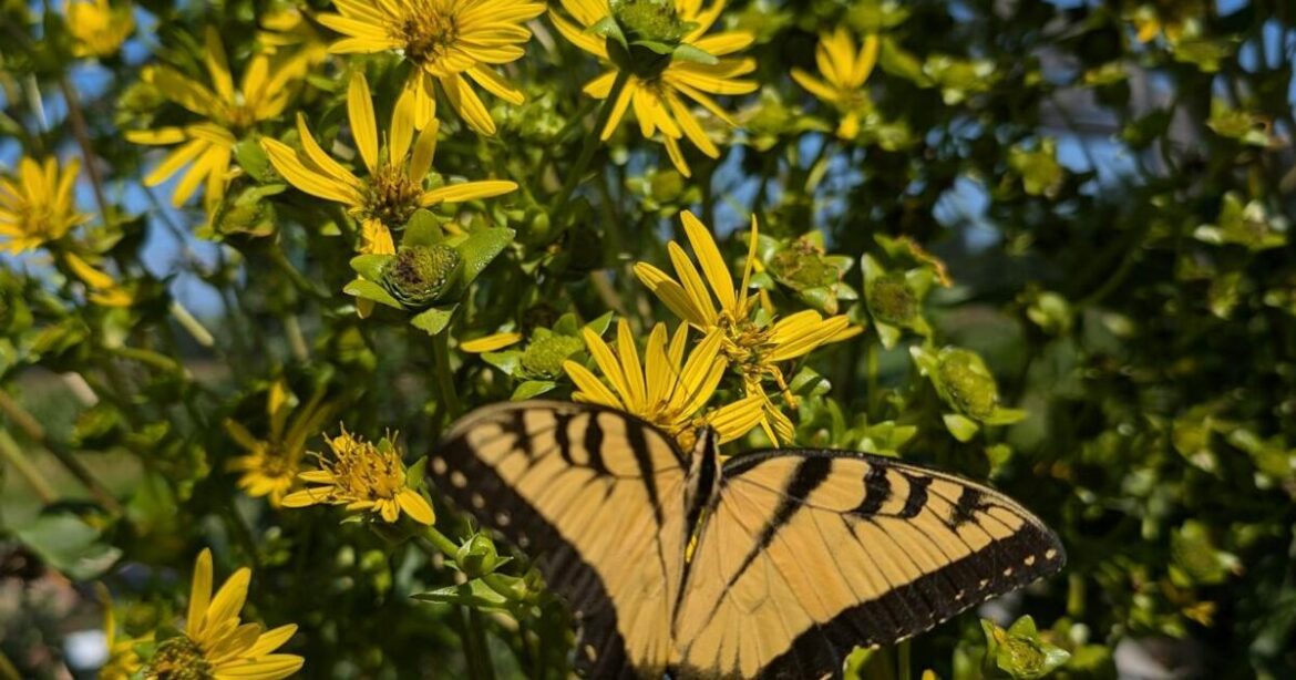 GARDEN GUIDE: Top five native plants for counting pollinators for the Great Southeast Pollinator Census | Archives