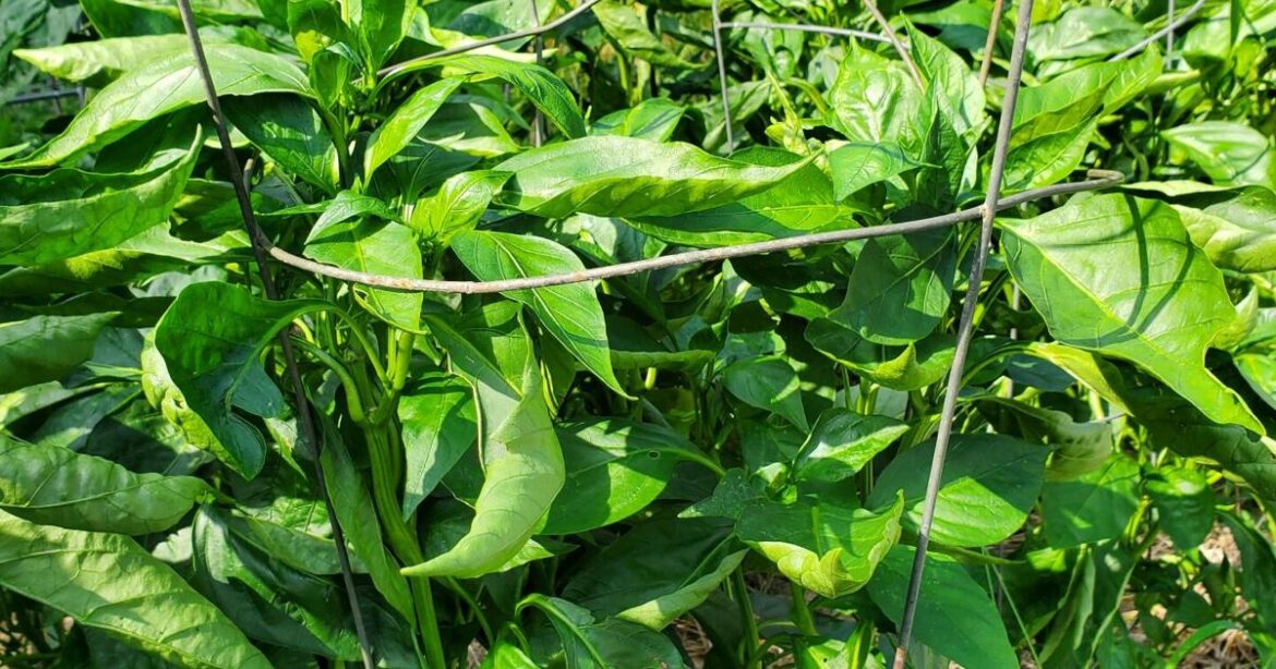 In the Garden | Fruitless bounty | Gardening In the Garden | Fruitless bounty | Gardening