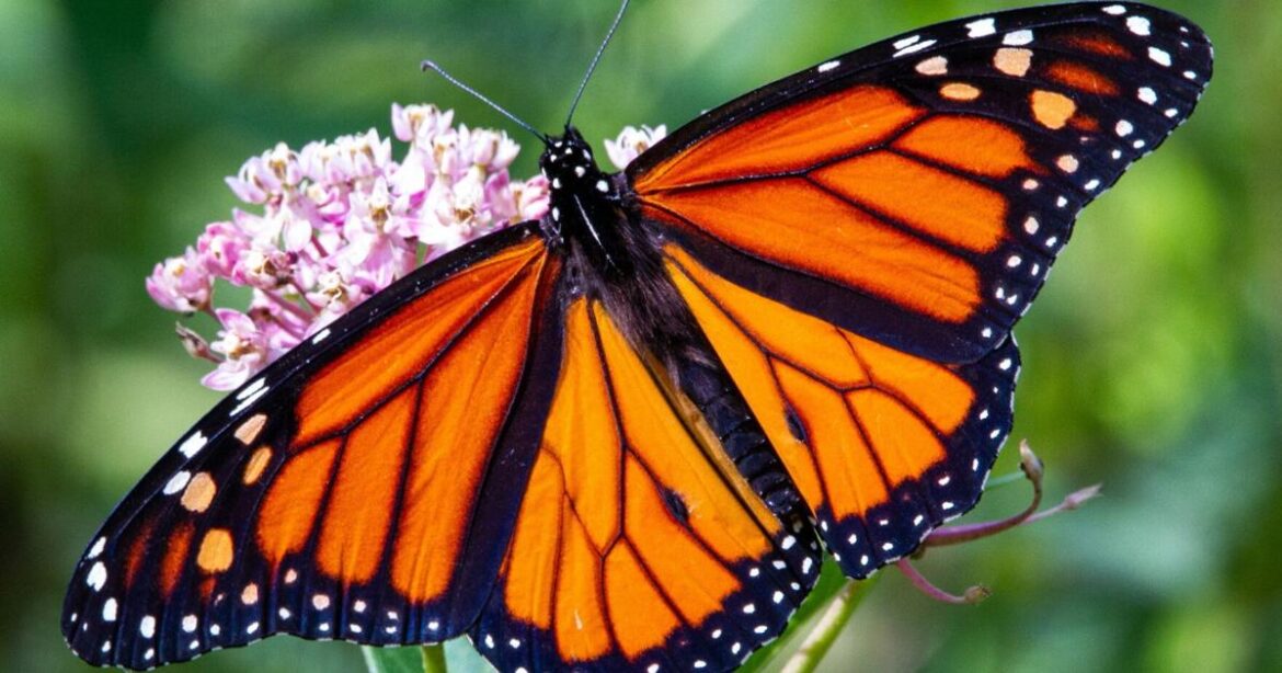 Here are ways we can all help monarch butterflies [Master Gardener column] | Home & Garden