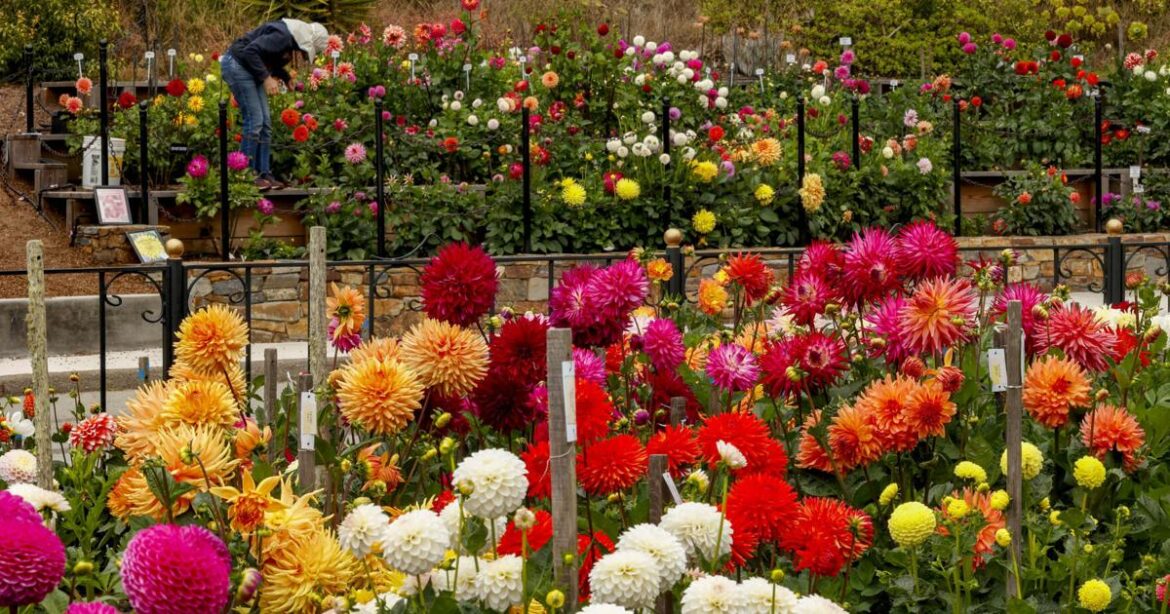 SF honors official flower with Golden Gate Park dahlia show | Gardening SF honors official flower with Golden Gate Park dahlia show | Gardening