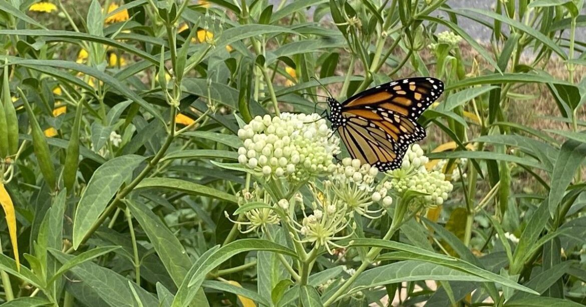 Rain gardens give nature helping hand | News