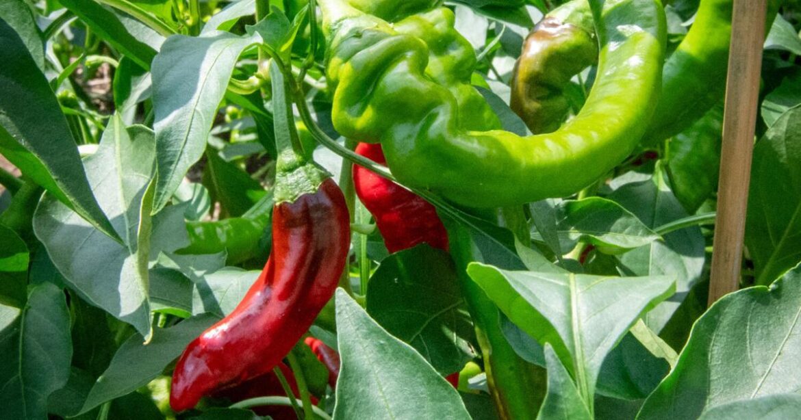 Railroad Museum of Pennsylvania has a victory garden | Home & Garden Railroad Museum of Pennsylvania has a victory garden | Home & Garden