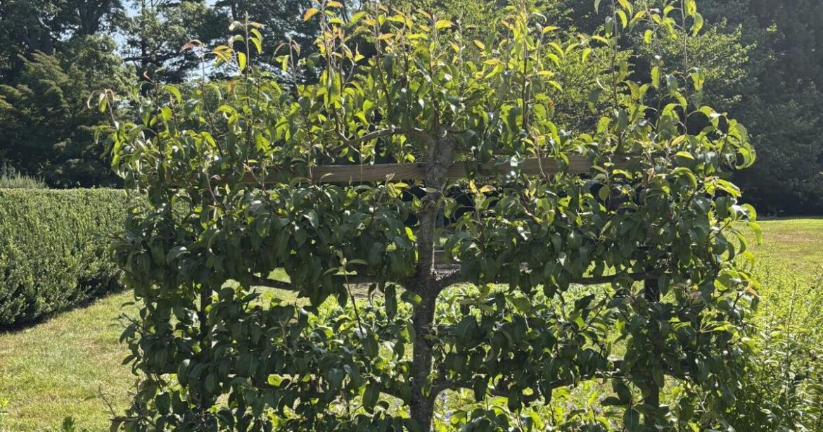 Gardening-Espaliered Trees | National News