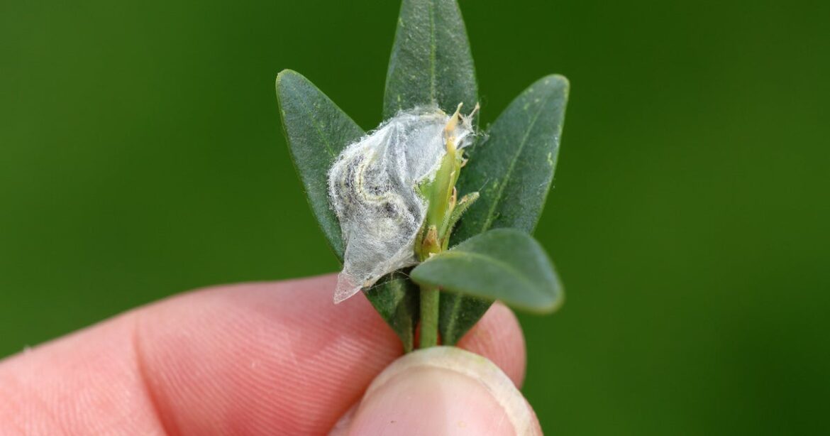 UK Gardeners Warned To Look For 'Webs' On Their Hedge