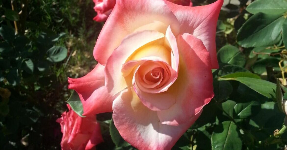 Every Blooming Thing - Myth Busters - Garden Style | Corning Observer