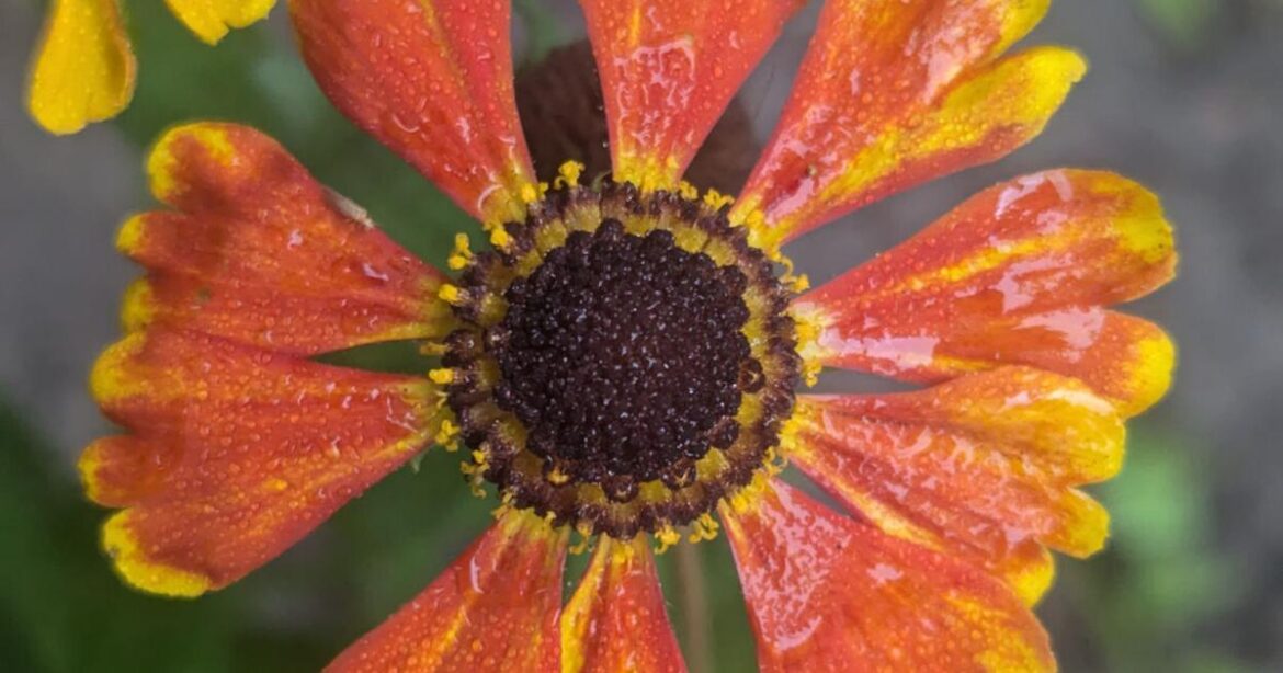 Late summer flowers bloom now | Tony Tomeo | Home & Garden Late summer flowers bloom now | Tony Tomeo | Home & Garden