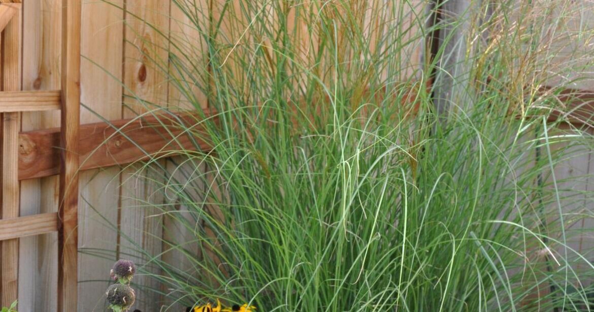 Year-round gardening: Autumn in Colorado should be a busy time for gardeners | Lifestyle Year-round gardening: Autumn in Colorado should be a busy time for gardeners | Lifestyle