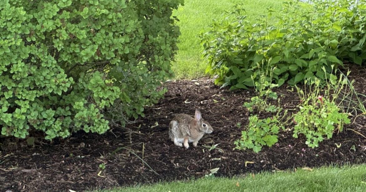 UVM Extension: Rascally rabbits in the garden | Weekend Magazine