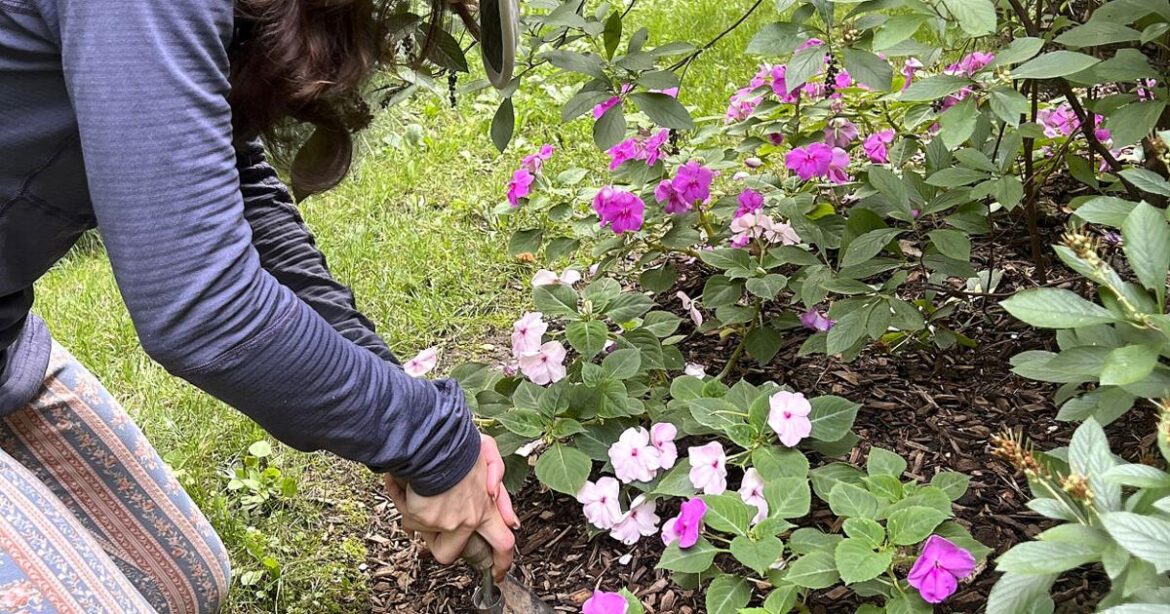 Gardening’s hidden benefits: How digging in the dirt could bolster mental wellbeing | Lifestyles Gardening's hidden benefits: How digging in the dirt could bolster mental wellbeing | Lifestyles