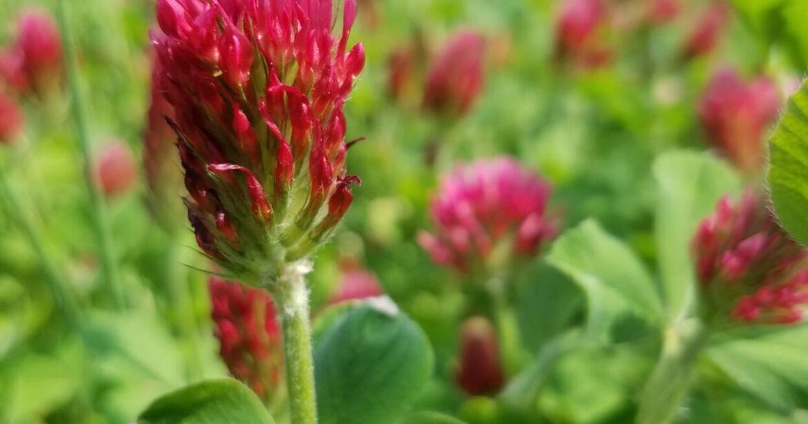 In the Garden | Nutrient booster | Gardening