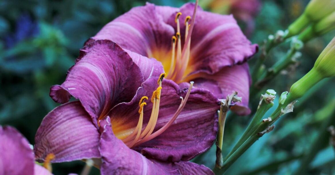 All about daylilies, a staple in the beds of Valley residents | Master Gardener | Lifestyles All about daylilies, a staple in the beds of Valley residents | Master Gardener | Lifestyles
