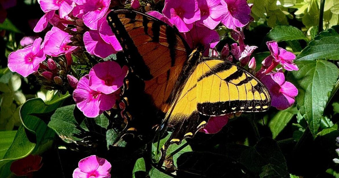 On Gardening: Prismatic Pink phlox is a Luminary in the pollinator garden | Home and Garden On Gardening: Prismatic Pink phlox is a Luminary in the pollinator garden | Home and Garden