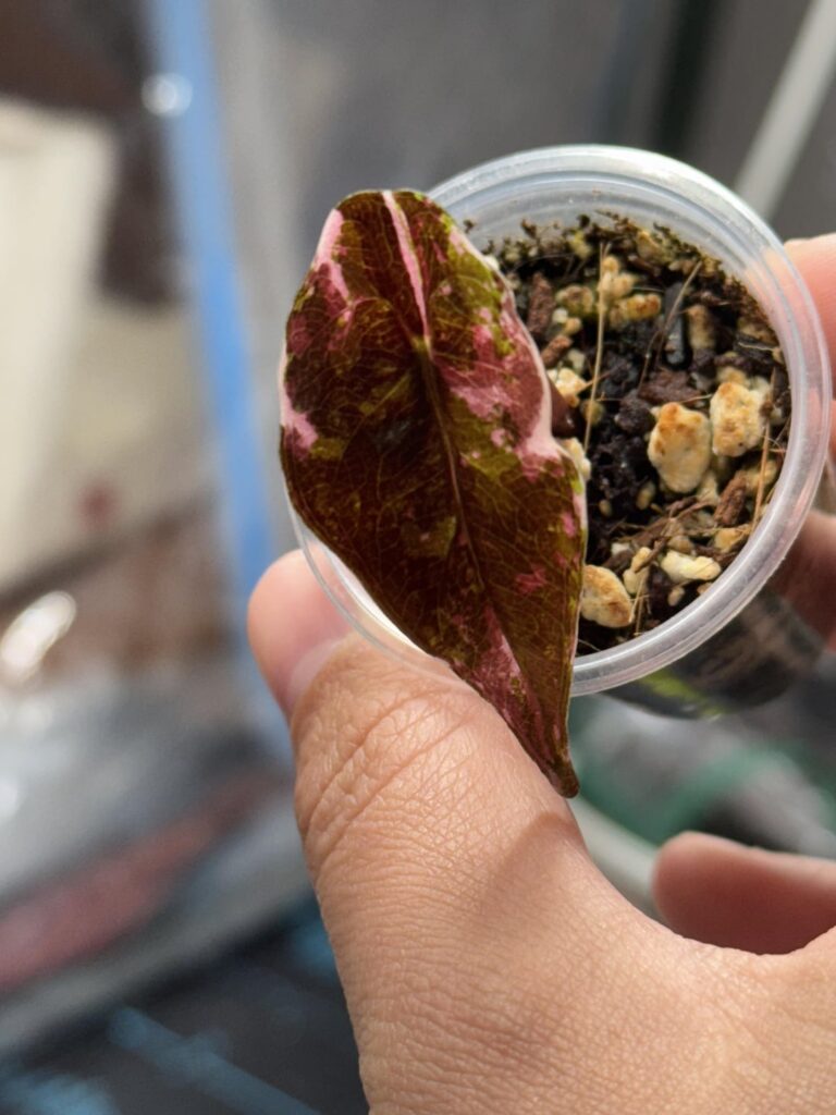 Pink chantrieri pup $200 + ship