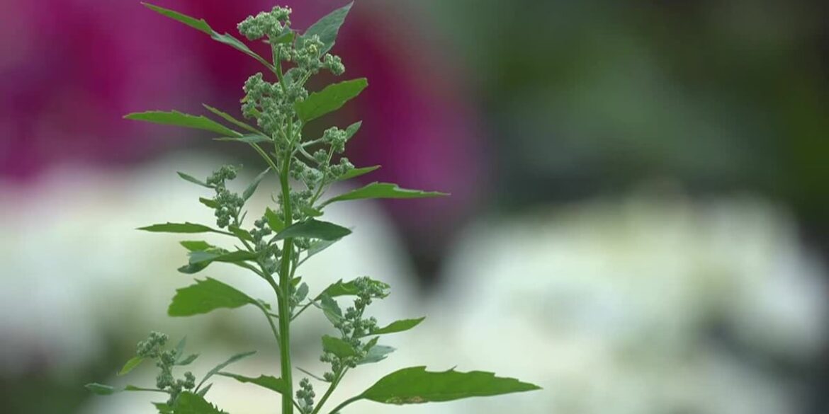 A space for peace and healing, celebrations and sadness A space for peace and healing, celebrations and sadness