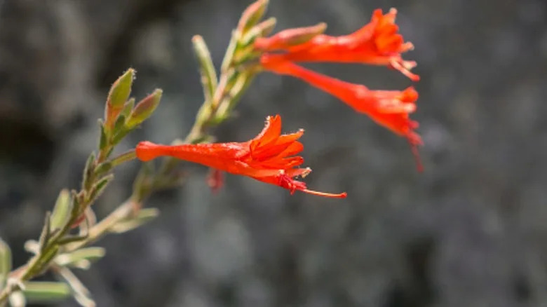 A few hummingbird trumpet blossoms glow orange in the sunlight.