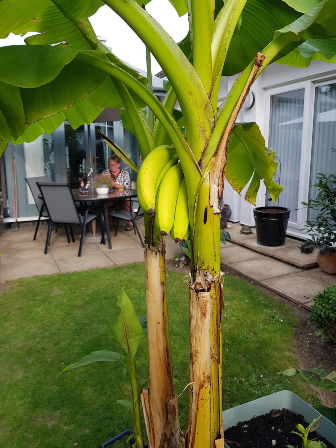 My Banana Has Fruit!