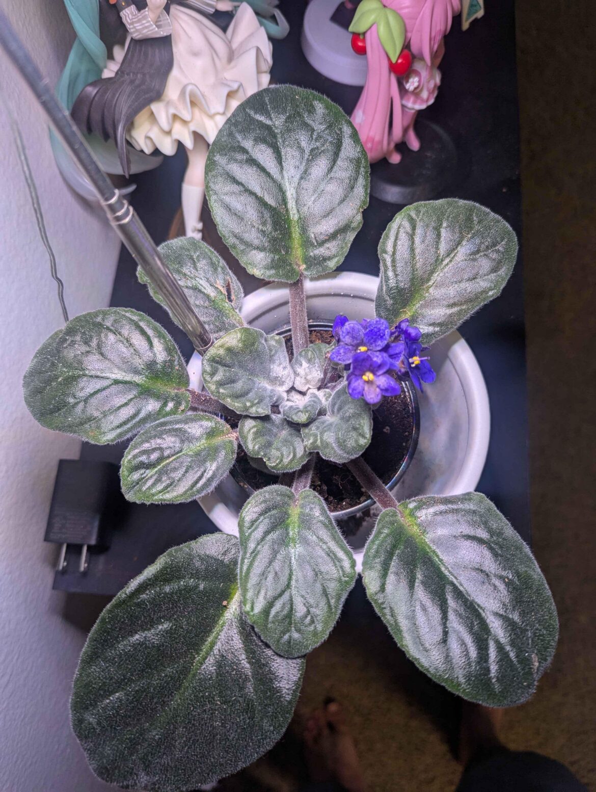 African Violet Update 1 Month