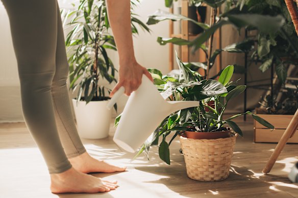 Just because they are in a warmer microclimate does not mean indoor plants can manage without some TLC.