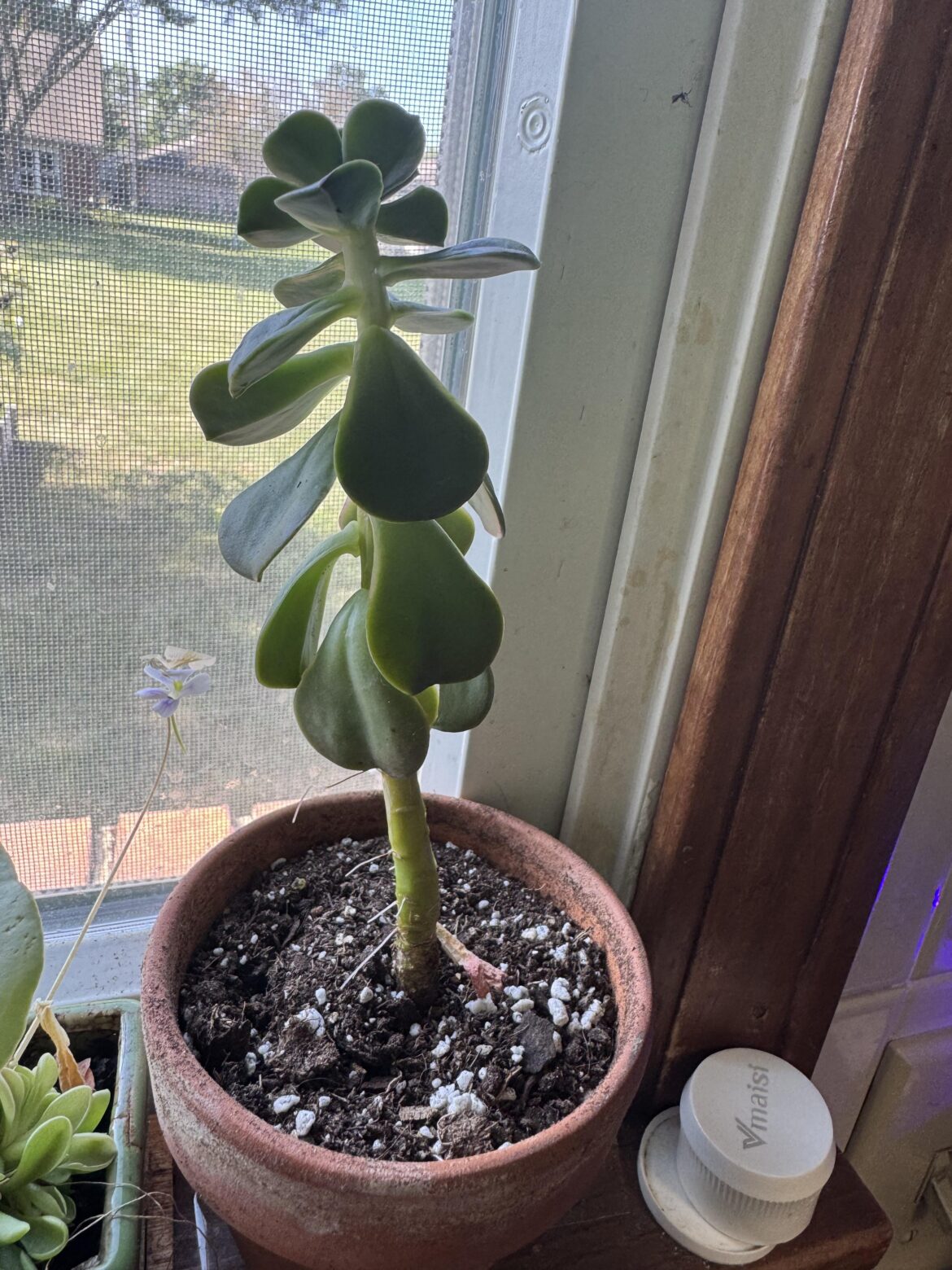 What are these sprouting from the sides of my plant?