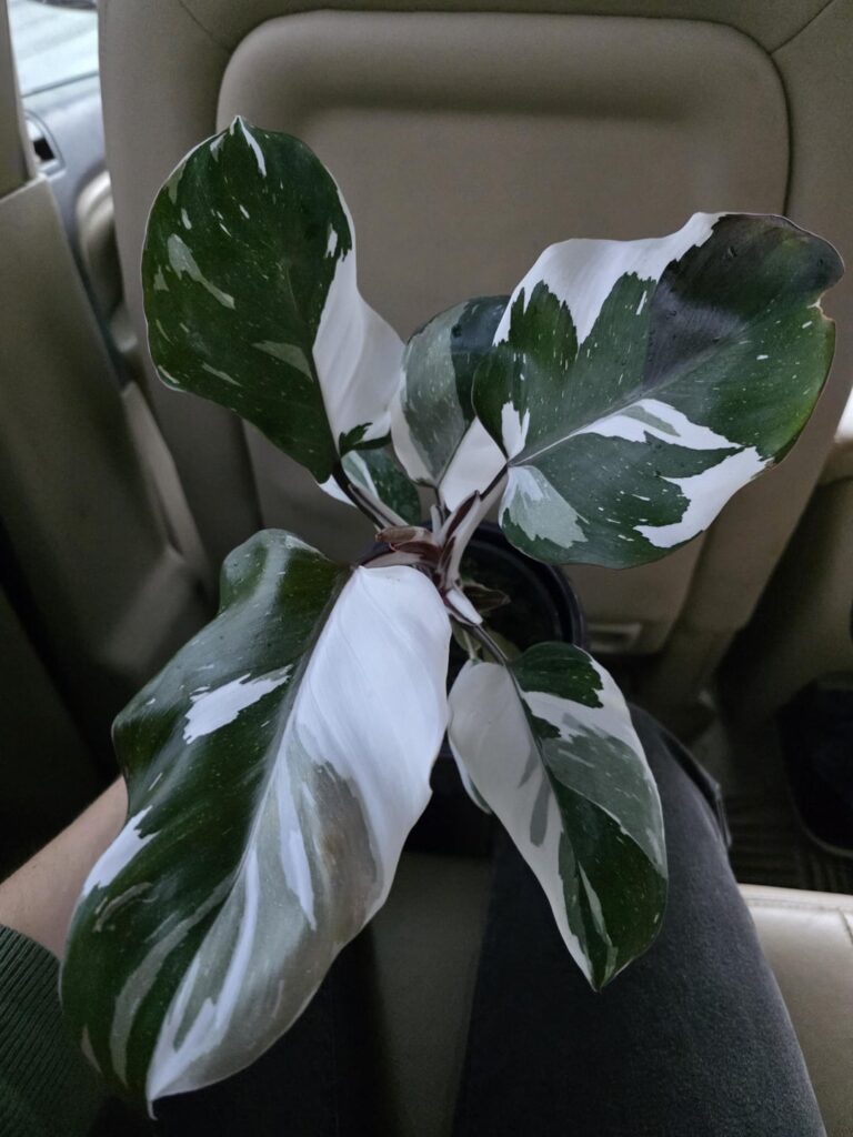 What plant is this?