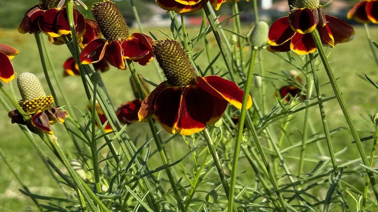 A cluster of orange and yellow prairie coneflowers grow in the sun.