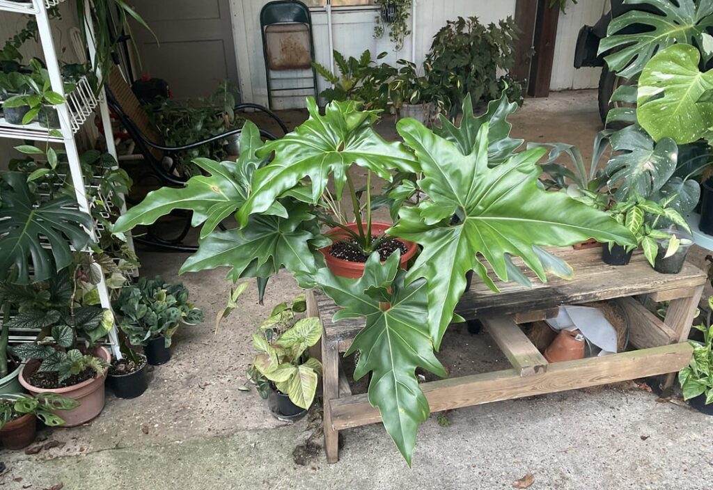 Wanted to Share Wanted to Share