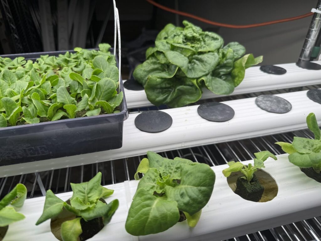 My lettuce grow is coming together. My lettuce grow is coming together.