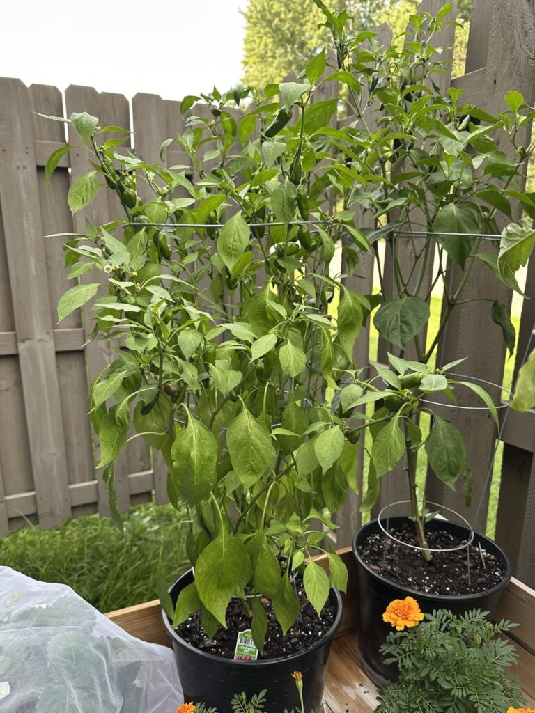 Tiny lunchbox peppers