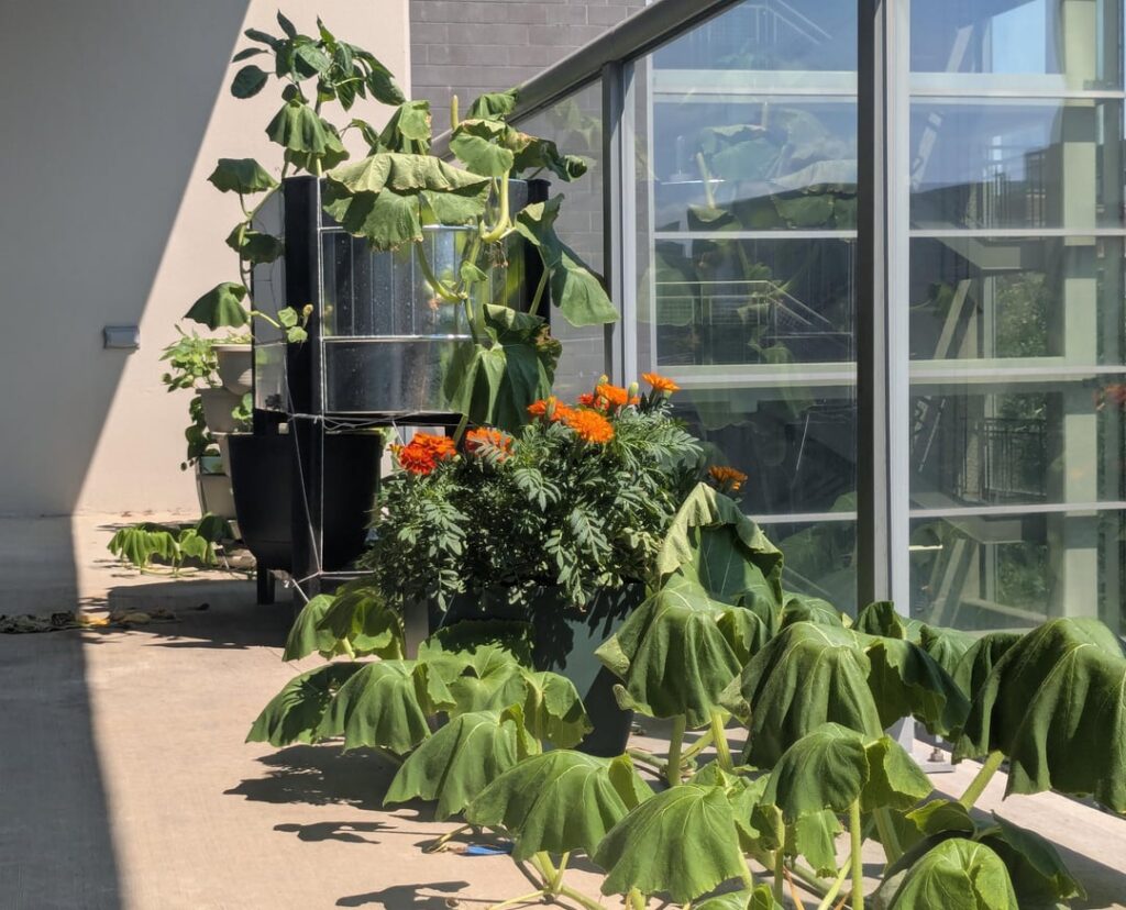 A love letter to my winter squash