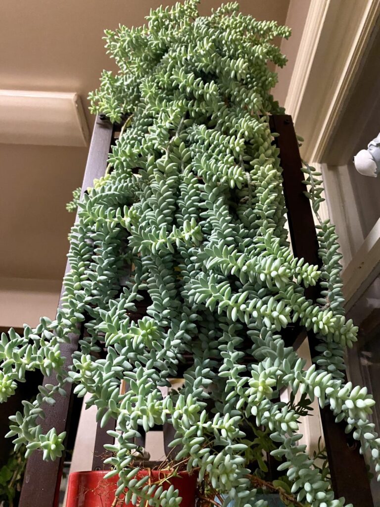 Drop your all time favorite plant below! Here’s mine, Burros Tail