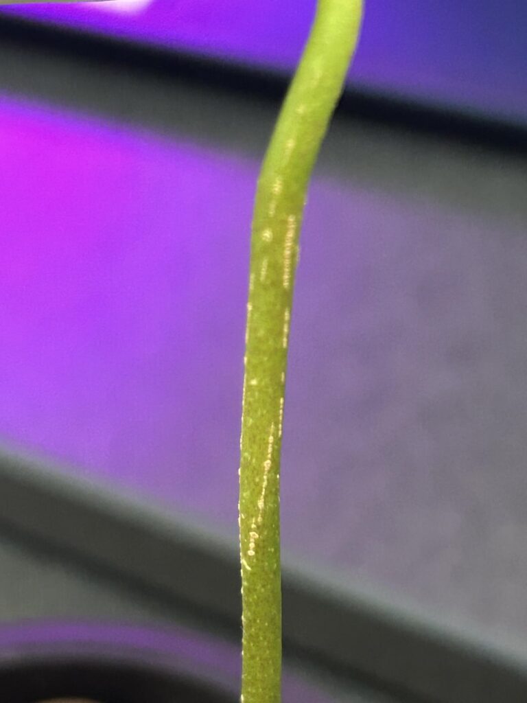 Pest damage on my anthurium forgetti hybrid Pest damage on my anthurium forgetti hybrid