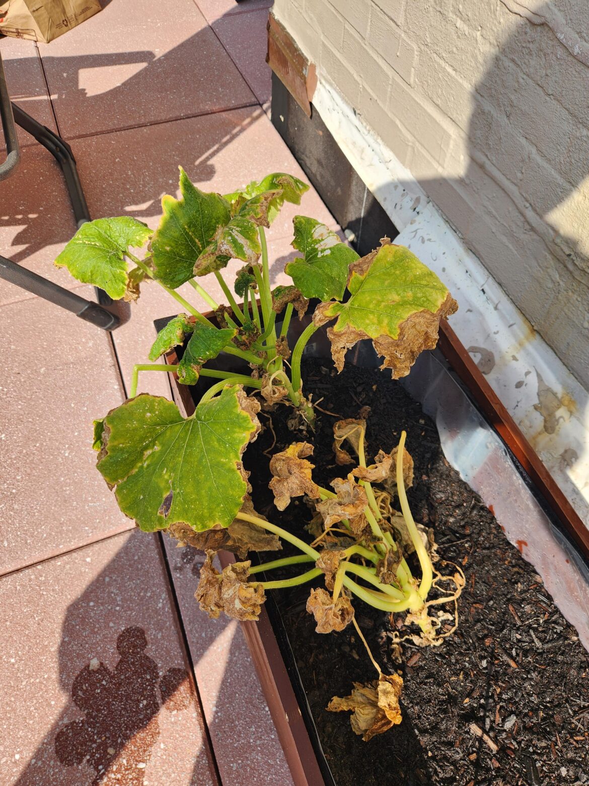 How do I get rid of aphids?! How do I get rid of aphids?!