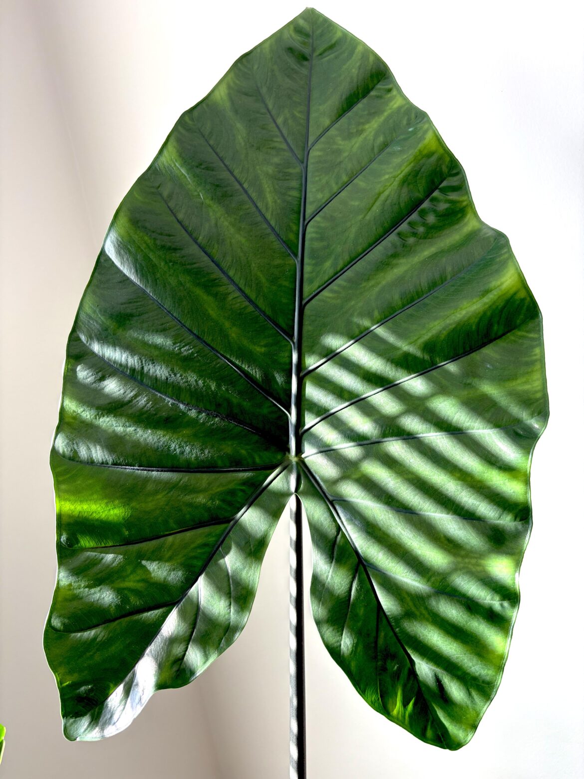 My beautiful Alocasia dark star