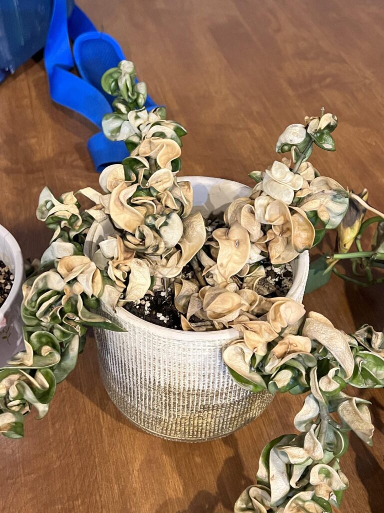 My succulents got left out and rained on 😭 My succulents got left out and rained on 😭