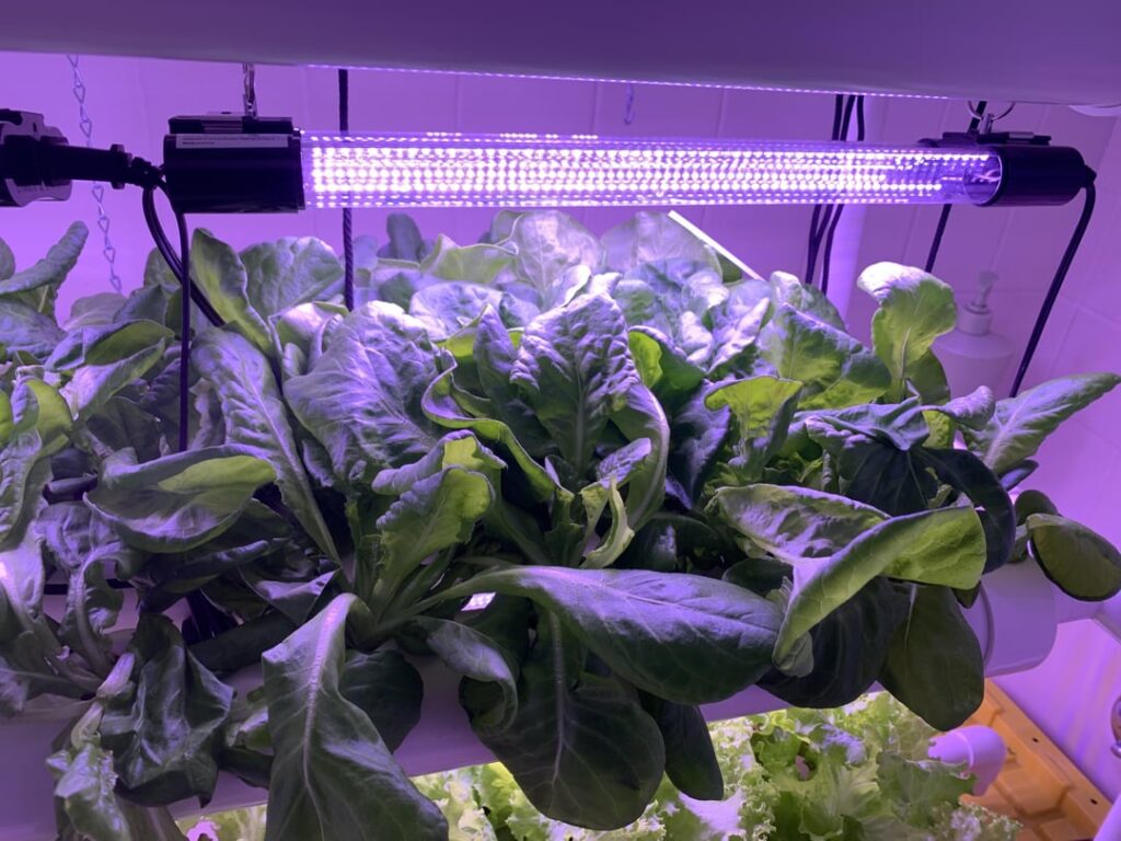 First time growing lettuce help needed
