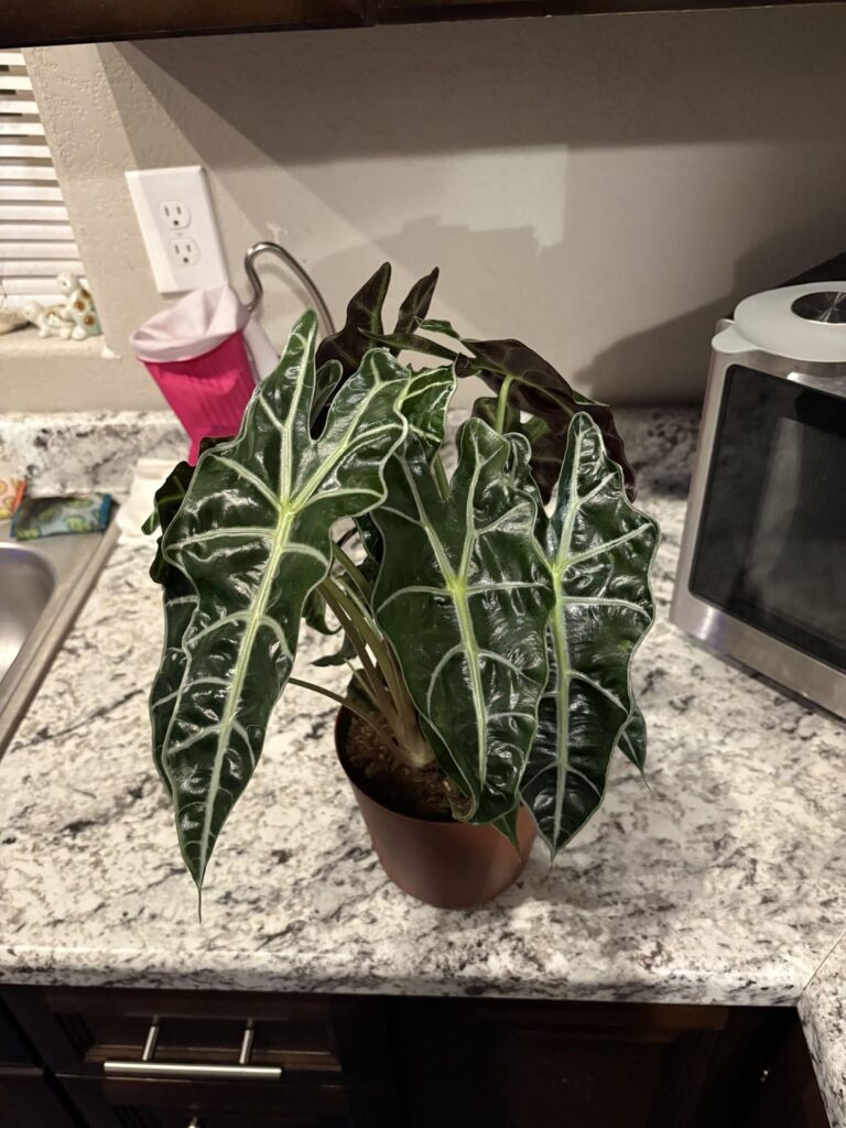 First Alocasia!