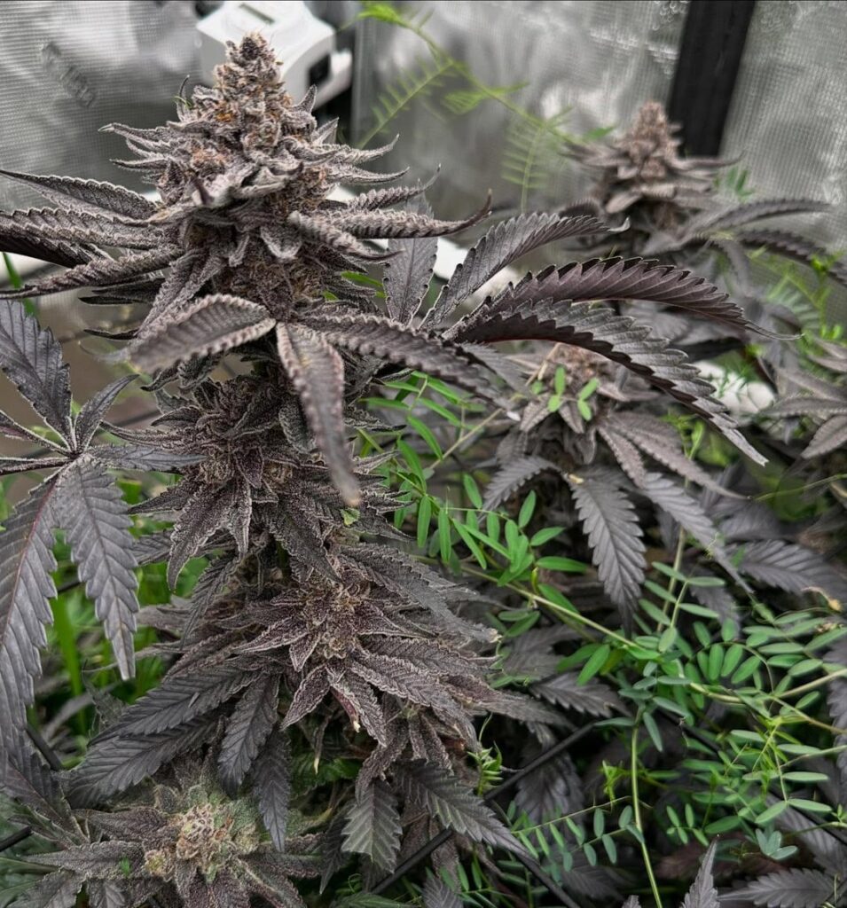 Blue Slushie (Blue Cookies x Georgia Pie)